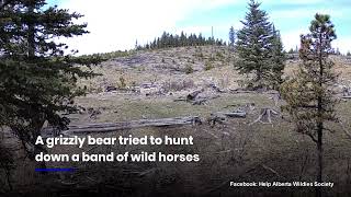 WATCH: Wild horses chased by grizzly bears run for their lives!