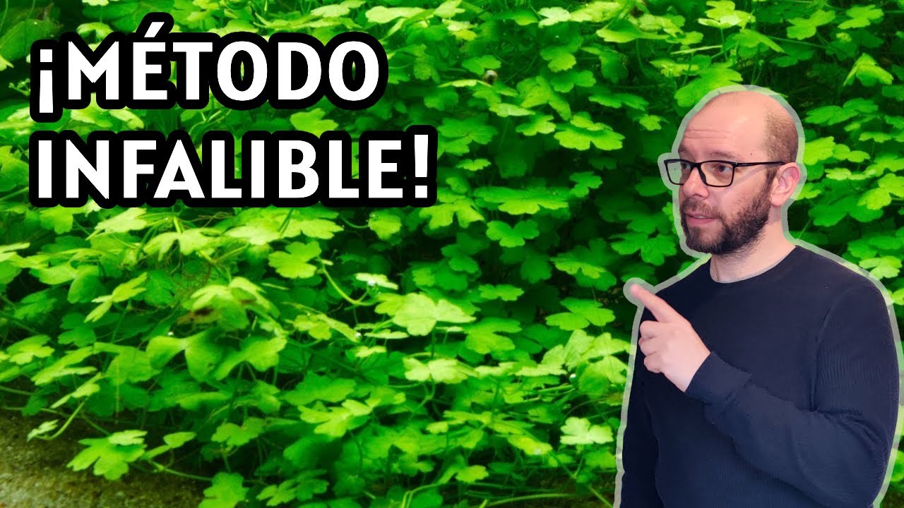 Cómo cultivar Hydrocotyle Tripartita