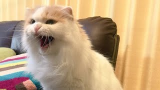 Funniest Cats and Dogs Videos  ||  Hilarious Animal Compilation №207