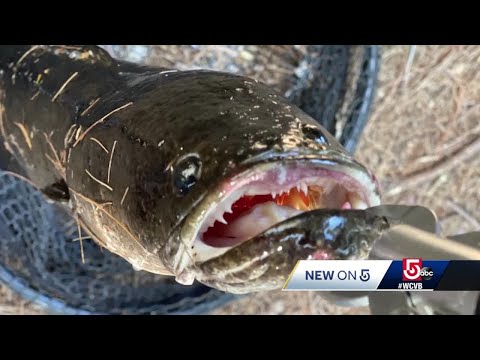 Mass. angler hauls in rare invasive fish in Canton