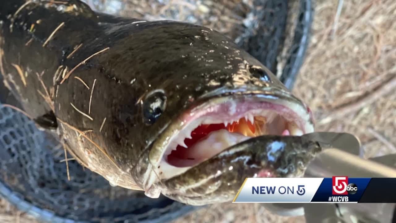 Mass. angler hauls in rare invasive fish in Canton