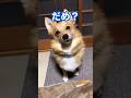 ちゅるちゅるを狙うポメコギ