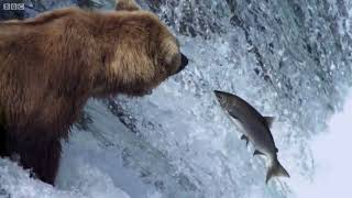 Grizzly Bears Catching Salmon Natures Great Events