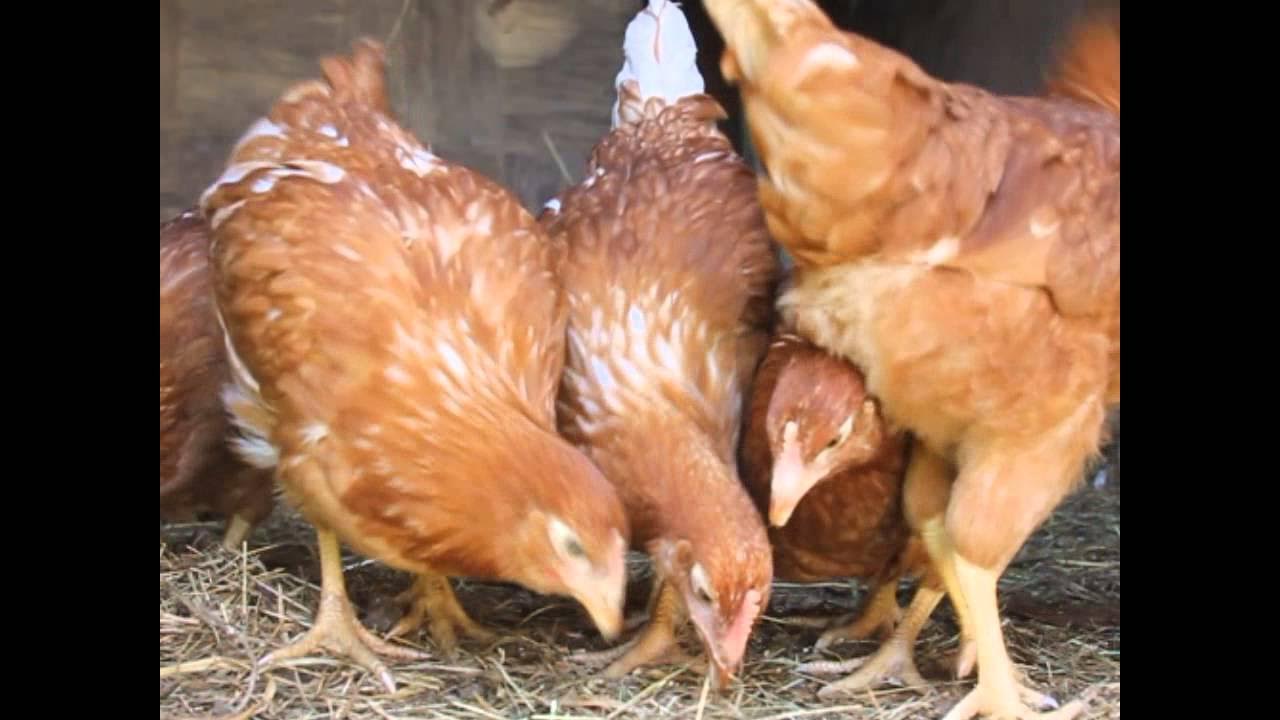 Как выглядят несушки в месяц