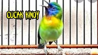 cucak kinoi gacor nyrecet