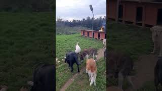 Cavit Bey Ile Sevpati Ziyaretimiz.