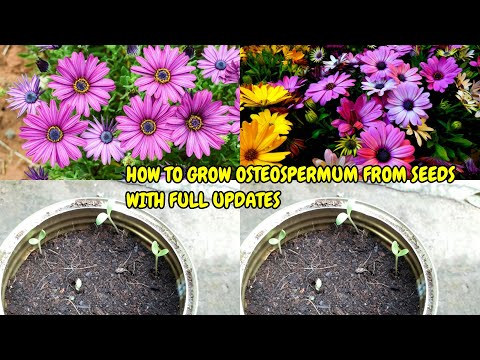 Video: Osteospermum aus Samen zu Hause anbauen