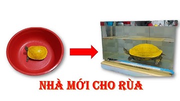 Rùa Mai Vàng Đã Có Nhà Mới || SĂN BẮT LANG THANG ||