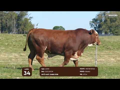 LOTE 34 MACHO