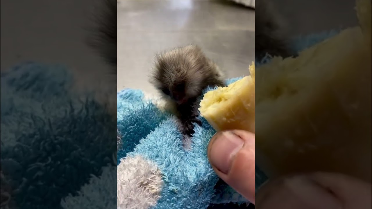 My baby monkey does not want to eat.