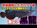 【マレーシア渡航編】激レア黒龍着弾！？選別したアロワナを空港に取りに行く！#大型魚 #アジアアロワナ #アロワナ #aquarium #古代魚 #アクアリウム #激レア