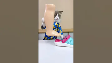 Oddly Satisfying Kids Don T Try At Home Thatlittlepuff Puffanythingyoulike Catsofyoutube 