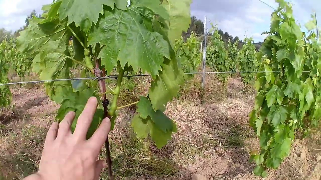 Priče iz vinograda - Formiranje novog zasada - deo IV