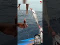 rosy snapper fishing #shorts