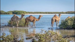 مالديف مصر-محمية وادي الجمال واغرب حاجه هتشوفها هناك