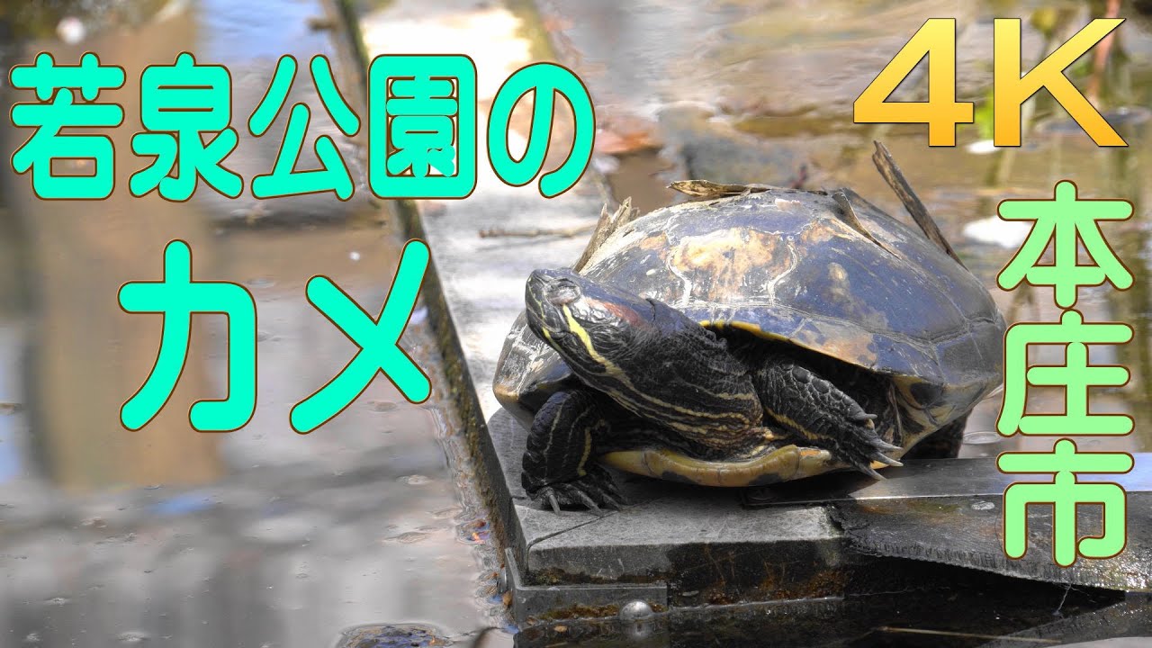 4K SONY α6300】 本庄市若泉公園の亀 - YouTube