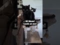 Biggs has FOMO when mom comes near the stoop! Tiny rules the roost around here, tho!#funnycatvideos