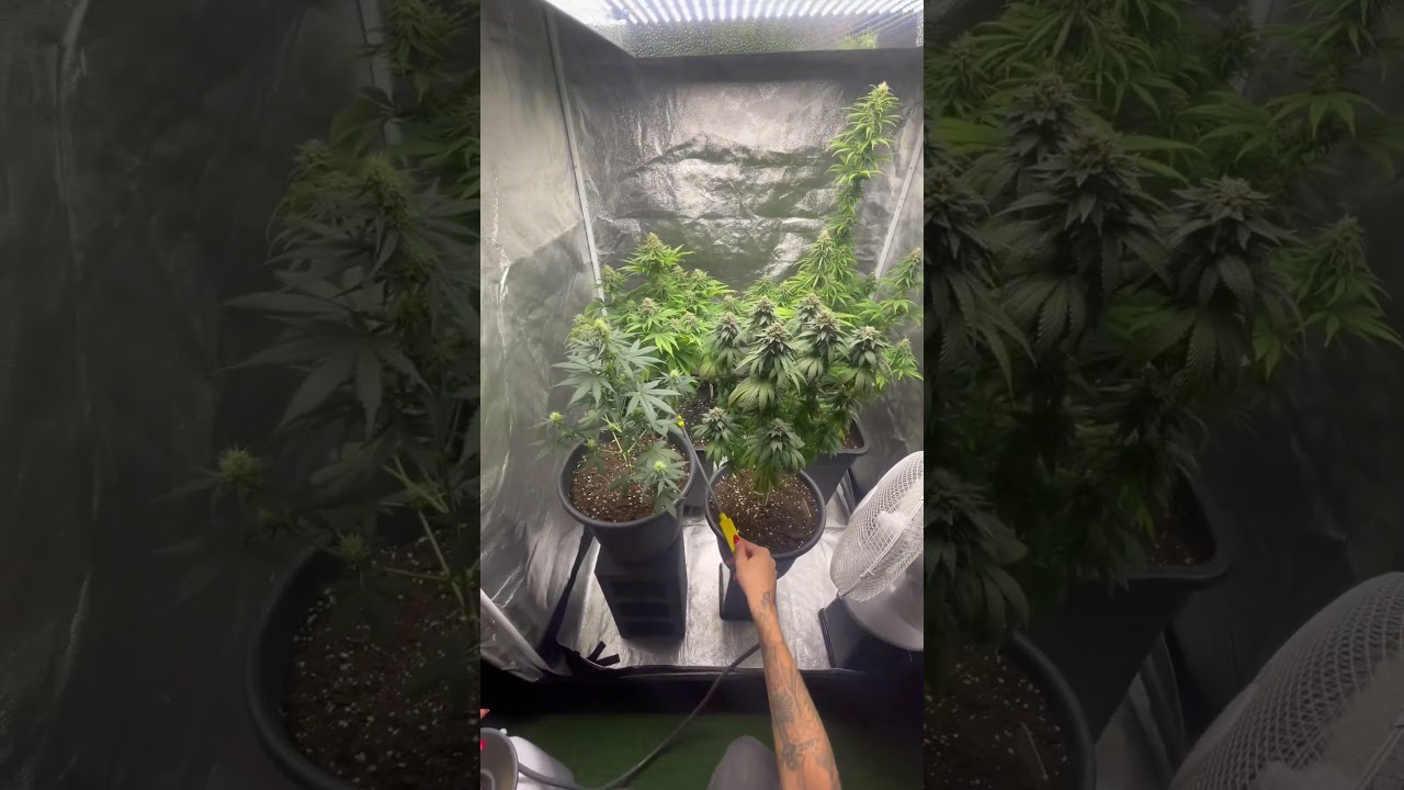 🤩 Blüte Tag 54 🤩 Amnesia Haze / Pink Runtz / Purple Bud / Mars Hydro TSW 2000