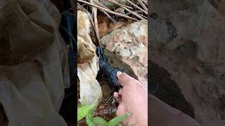 Download Lagu Ada udang besar di balik batu !!! #udang #lobster #animals MP3 Download Lagu Ada udang besar di balik batu !!! #udang #lobster #animals MP3