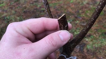 Planting a Fuyu Persimmon Part 3/3