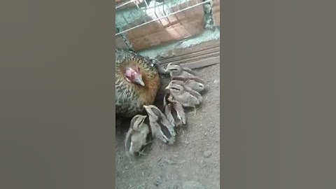 Cận cảnh Gà mái rừng ấp bầy con f1 đẹp 2017_2018