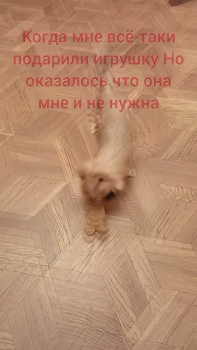 Когда мне всё-таки подарили игрушку Но она мне не нужна - YouTube