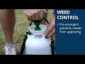 How to control weeds in your zoysia lawn during the spring season