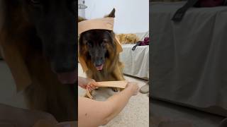Meet the Karate Pup 🥋#germanshepherd  #funnydogs #dogs