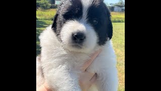 When puppies attack their food! #greatpyrenees #puppy #viral #dogs by DIY MY RURAL LIFE! 85 views 9 months ago 5 minutes, 49 seconds