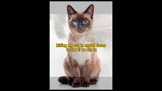 Can u find him? #fy #cat #fypシ゚viral #funny