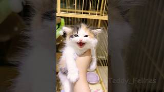 Kittens Meowing too much Cuteness 🧸😻💕 #cat #cute #cats #kitten