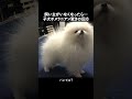 【検証】飼い主がいなくなった時の子犬ポメラニアンの反応