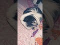 #guineapig #guineapighome 😄