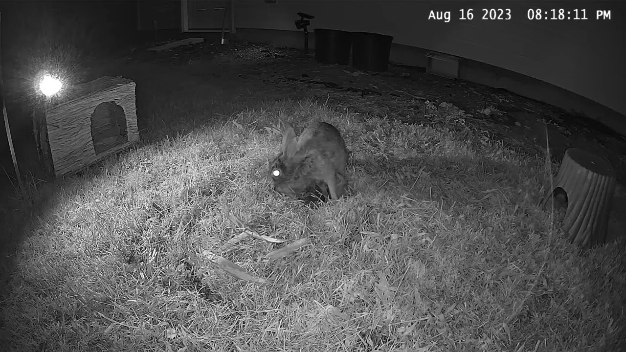 Baby Rabbits 2023 Batch 3 Day 13 - Mother feeds the babies and then they leave the nest 8/16/2023