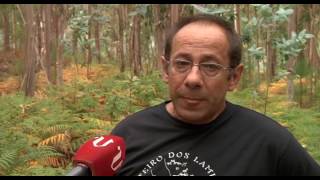 Velutina, la avispa que amenaza los enjambres gallegos