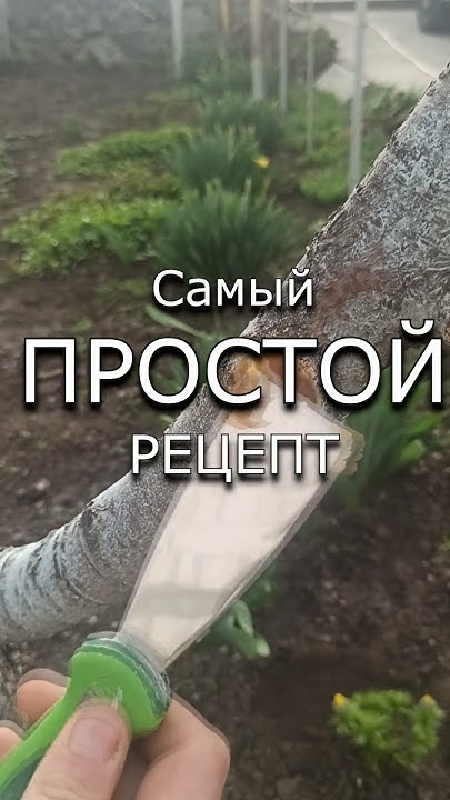 ЧЕМ ОБРАБОТАТЬ РАНЫ ДЕРЕВЬЕВ ПОСЛЕ ОБРЕЗКИ #сад #садовыйвар #обрезка ...