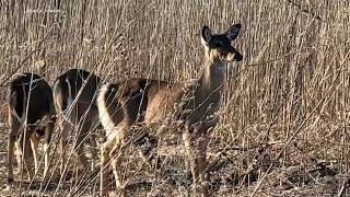 NJ begins deer culling despite critics in Liberty State Park
