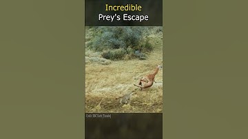 De ontsnapping van de ongelooflijke prooi