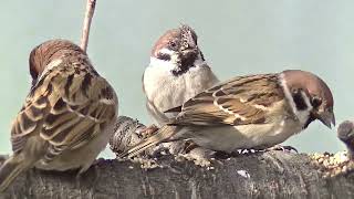 枝上の餌場に飛んで来る雀達 20260129 1（天満宮） - YouTube