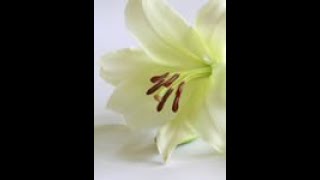 Caroline Liscoe RIP
