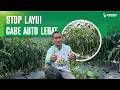 RAHASIA CABE BEBAS LAYU! TANAMAN SEHAT BUAH AUTO LEBAT
