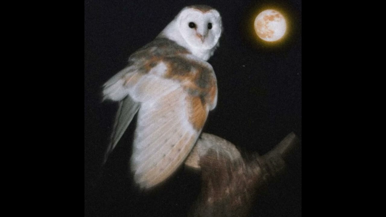 [FREE] BASHFORTHEWORLD TYPE BEAT 