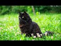 Natural entertainer  part ii  black norwegian forest cat