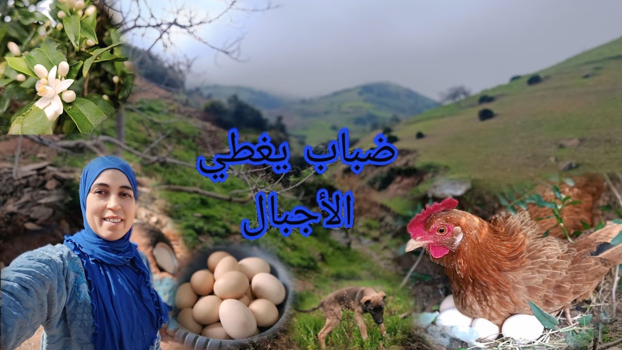 الأجواء القرية في فصل الشتاء موسم الجلبان والفول البلدي في مزرعة  تظهر جمالها 