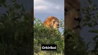 Download Lagu Orkirkoi the legend in the heart of the savanna MP3