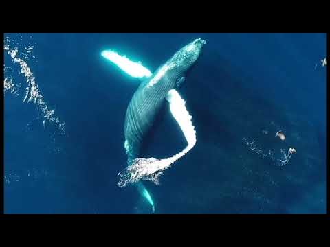 クジラの鳴き声で、治療と癒し。