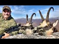 Chamois hunting in the Carpathians - Caza de rebecos én los Carpatos - Gamsjagd in den Karpaten