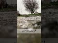 شفتك وشفت السعادة 