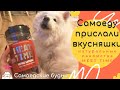 Что внутри посылки для самоеда, реакция собаки на натуральные лакомства MEAT TIME