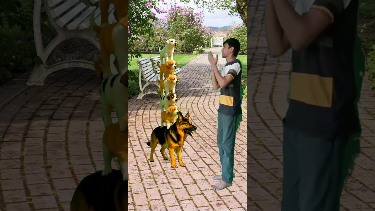 6 dogs are stacked layer by layer. The dog at the bottom is really amazing